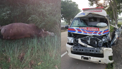 涉及意外的牛只当场死亡。右图为救护车的车头严重撞毁，所幸司机仅受轻伤。