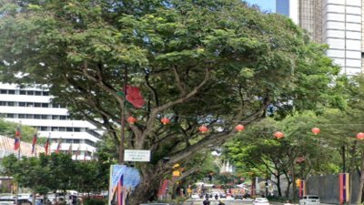 吉隆坡市政局将会把特定的健康老树保留下来，成为自然遗产，为环境维护贡献一份力。