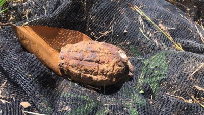 果农剪草惊见一枚二战时期遗留的手榴弹。