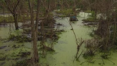 今年7月东甲苏洛芭遭遇水灾，农民种植的番石榴树浸泡水中。