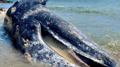 美国加州一头遭船只撞毙的成年雌性灰鲸，上周四被冲到三藩市湾区的缪尔海滩。(加州海洋哺乳动物中心／路透社)