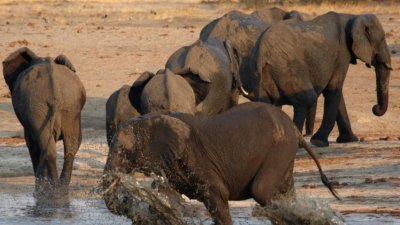 以观赏野生动物著名的非洲国家津巴布韦宣布，为弥补新冠肺炎疫情旅客大减带来的经济损失，将容许游客猎杀野生大象，此举引来动物保护组织批评。（图取自路透社）