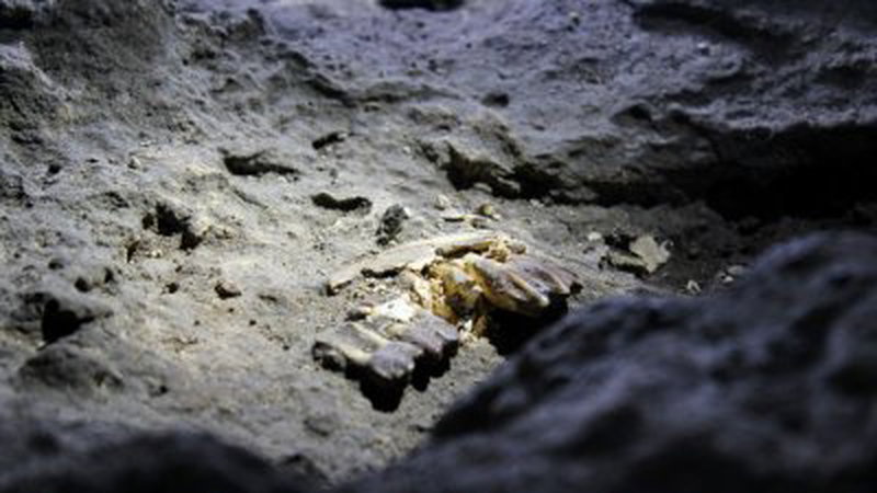 在玛素叻山洞发现的哺乳动物化石在3月18日，被当地导览团队发现有损后，引起各造关注。（档案照）