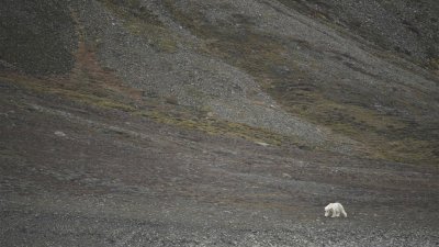 波兰研究人员首度捕捉到北极熊狼吞虎咽吃驯鹿的惊人画面。图为一只饥饿的北极熊在挪威斯瓦巴群岛寻找猎物。 （图取自法新社/中央社）