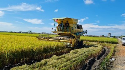 适耕庄本季稻米产量大跌，每份稻田仅有5至6吨产量，稻农叫苦连天。