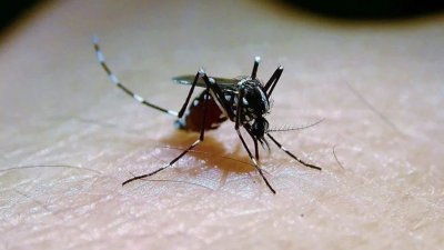 卫生局人员在哥打士打县爆发疫情的地区，展开昆虫采集研究，并发现11个三带喙库蚊子和库蚊的繁殖热点。（示意图）