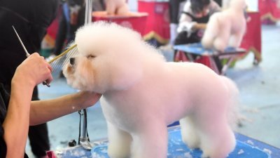 中国福建省福州市周五举行一场宠物美容师资格认证考试，应考者在现场为宠物狗做美容。（图取自中新社）