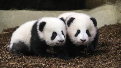 旅法大熊猫双胞胎宝宝“欢黎黎”和“圆嘟嘟”周六在法国中部圣艾尼昂市的博瓦勒动物园首次与民众见面。（图取自法国博瓦勒动物园/中新社）  