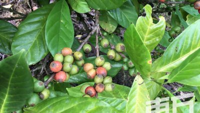 “赖比瑞亚”咖啡树是一种抗虫害、适合高温潮湿气候、平地坡地都能种植的农作物。