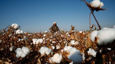 图为一名新疆棉农采摘棉花的档案照。（图取自路透社）