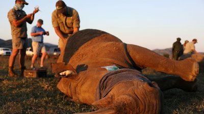 南非环境、林业与渔业部最新数据显示，去年全国共有394头犀牛惨遭盗猎者窃取犀牛角而死亡，但已比前年的594头减少33%，是连续第6年犀牛盗猎活动呈现下降趋势。图为兽医去年5月在该国西北省匹兰斯堡国家公园照顾一头犀牛，以免它遭受偷猎犀牛角。 （图取自路透社）