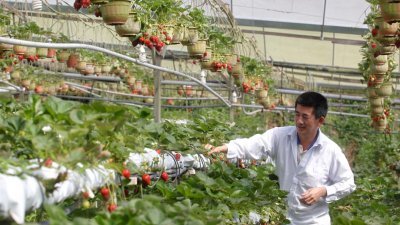 受行管令2.0影响，金马仑高原生产的草莓价格坠70％仍无人问津，种植户叫苦。（档案照）