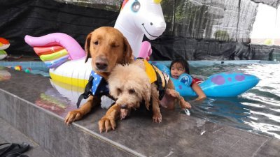 游泳学院积极转型开办了全峇首家宠物游泳中心，让饲主与宠物能够在舒适的环境下，度过悠闲的萌宠时光。