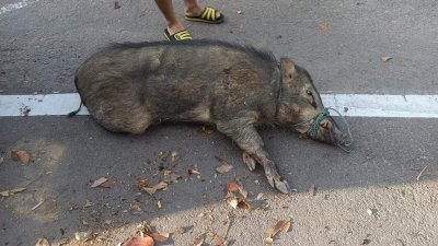 一头野猪突然冲向峇株路两英里处的大马路，导致摩哆闪避不及将它撞个正著。