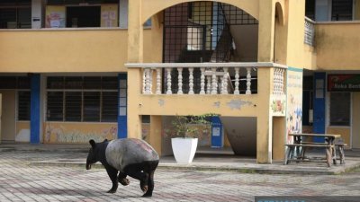 一只雄性马来貘误闯校园，引起一阵骚动。