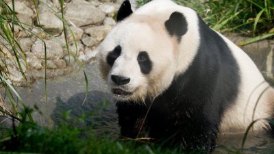 图为待在爱丁堡动物园的熊猫“阳光”。（爱丁堡动物园面子书）