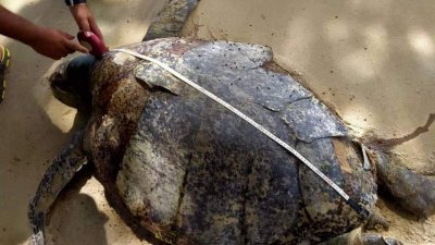 在短短一个月内发现2宗已腐烂的海龟尸体。