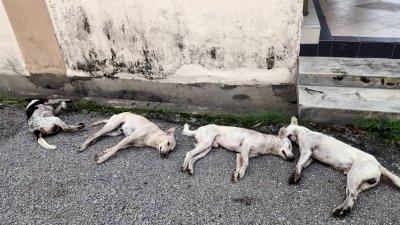 民众在巴占再也花园一条后巷发现5只被毒死的狗，其中一只为家犬。（网络照片）