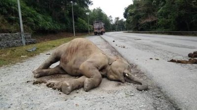 横尸在路旁的小象尸体已被搬离，埋葬在森林处。