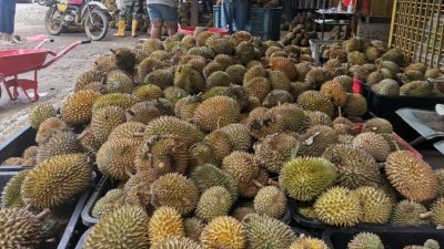 政府因疫情禁止跨州与跨县，打击霹雳峇都古劳榴梿园主与收购商的榴梿销路。