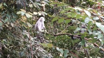 迄今为止仍未有足够的资料，判定出现在拉律山的白猴子是否患上白化症，或其他因素所造成。