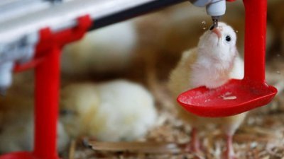 法国农业部长德诺曼迪当地时间周日宣布，2022年起将禁止以非人道方式屠宰小鸡，要求业者添购仪器，好在小公鸡破壳前将它消灭。图为该国勒芒市邻近的一个地方，一家家禽养殖场的小鸡在喝水。（路透社档案照）