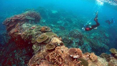澳洲大堡礁。（路透社档案照）