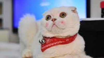 “会说话的刘二豆”是抖音上有名的网红猫，粉丝数量有近4400万。