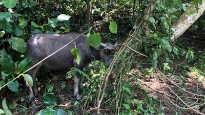偷牛贼将一只被喷射麻醉剂的水牛拴绑在树旁，惟来不及载走就被牛主发现。（图由警方提供）