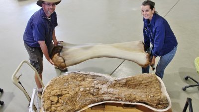 霍克努尔和麦肯齐合力举起一个透过3D扫瞄重建的“南方泰坦”巨大肱骨。（图取自路透社/伊罗曼加自然历史博物馆）