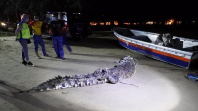 在加雅岛捕获的14.5尺长鳄鱼。