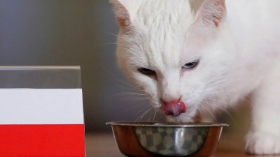 白猫哥阿喀琉斯今晚选波兰，不要讲bojio！（图取自路透社）
