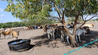 英达岛大道旁被非法圈地畜养逾400头牛。