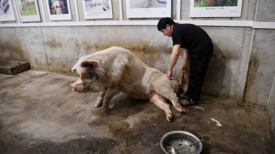 今年5月10日，在位于成都的四川建川博物馆内，14岁的“猪坚强”在专职饲养员龚国成的照料下进食。当时，“猪坚强”已经无法起身站立。(图取自中新社)