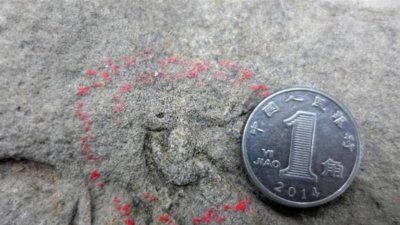 四川自贡发现中国最小恐龙足迹，长仅10.2毫米，比人民币一角硬币还小。（图片取自封面新闻）