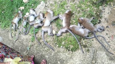 8只猴子被人发现时已死亡，另一只则呈中毒的抽搐状况。