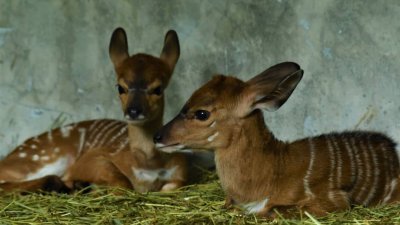 两只林羚日前在太平动物园诞生，目前情况良好。