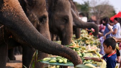 一名孩童于周六在大城府举办的大象日庆祝活动上，喂大象吃玉蜀黍。（路透社）