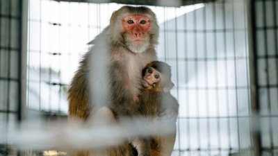 在新奥尔良郊外，位于路易斯安那州卡温顿的杜兰大学国家灵长类动物研究中心内的粉脸猕猴。