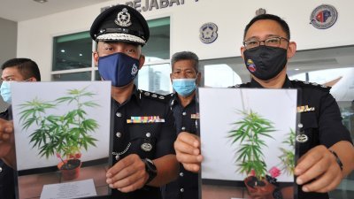 苏菲安与庄源清展示，警方在行动中起获的大麻树照片。