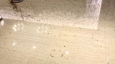举行餐会的钜星汇国际宴会厅的接待柜台，被人丢掷装满蟑螂的袋子，蟑螂在地面乱窜。（图取自网络）