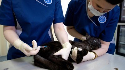 一只猫咪周三在俄罗斯首都莫斯科的一家宠物诊所内，接种兽用新冠疫苗Carnivac-Cov。（图取自VETANDLIFE.RU/路透社）