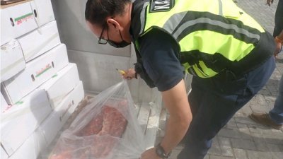 关税局调查发现，进口商申报进口冷冻蔬菜，但货柜内装的却是冷冻牛肉颈骨。（关税局提供）