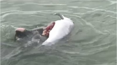 中一只海豚正托著另一只受伤的海豚，旁边另有两只海豚在侧伴随。