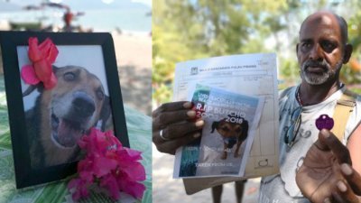 狗主臻德拉德文入禀法庭，起诉槟岛市政厅在峇都丁宜海滩展开的一场执法行动，疏忽导致其所饲养的宠物狗“Butcho”死亡。