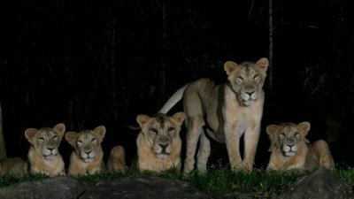 新加坡夜间野生动物园的4头亚洲狮确诊新冠病毒被隔离。（图：万态保育集团）