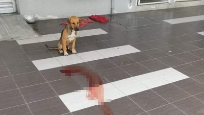 金宝县议会射杀流浪狗引起轩然大波，一张毛孩于事发后待在血迹旁的照片也在社交媒体广泛流传。（档案照）