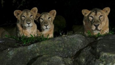 感染新冠病毒的5头狮子出现咳嗽、打喷嚏、疲倦等轻微症状，目前皆在康复中。