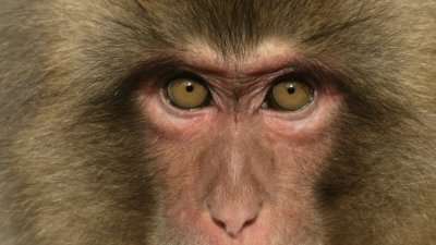 日本最新研究发现，一款疫苗可使猴子体内的爱滋病毒消失，可望为相关治疗带来曙光。（网络图片）