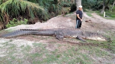一条重达600公斤及长5公尺的鳄鱼疑是老死，被民众发现后使用四驱车将鳄鱼尸体拖上岸。（网络照片）